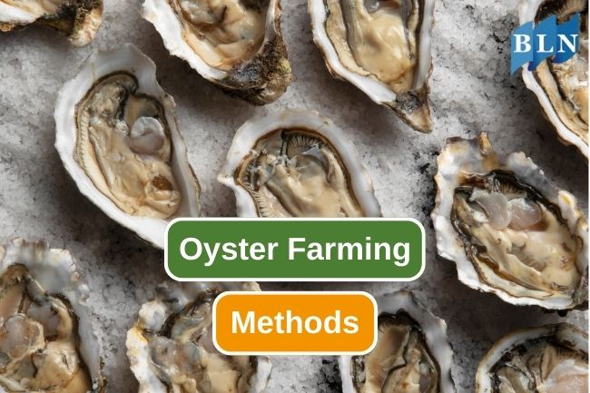 Learn 8 Types of Oyster Farming Methods